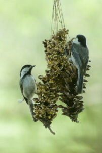 SAMUEL: A million bird problem